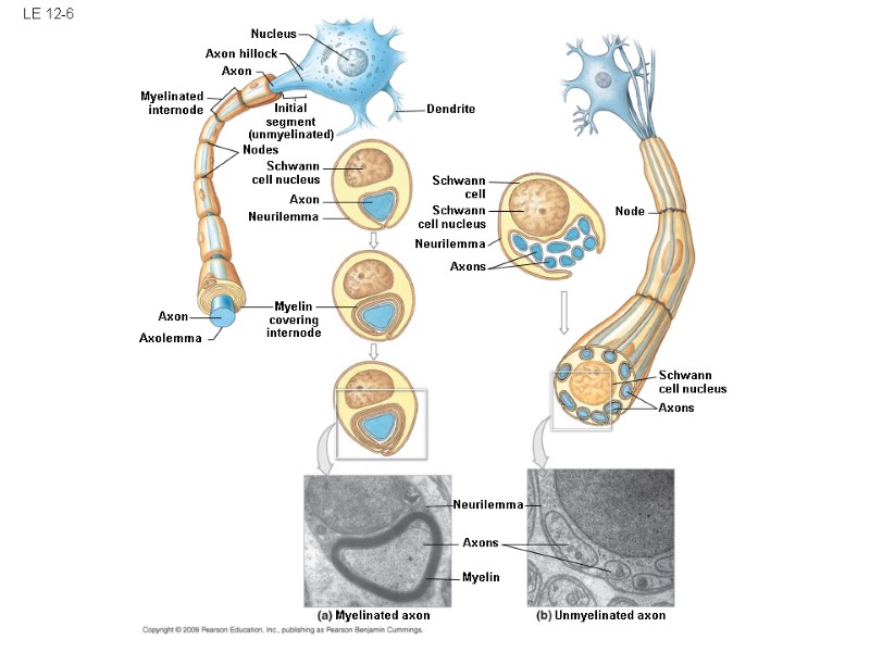 LE 12-6 Nucleus Axon hillock Axon Myelinated internode Initial segment (unmyelinated) Nodes Schwann cell